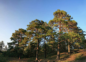 Hailar National Forest Park