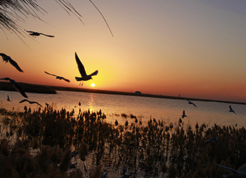 Juyanhai Lake