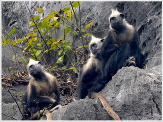 White-headed Langur