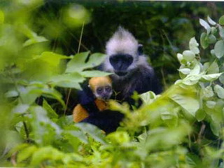 White-headed Langur