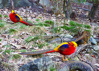 crested-ibis-foping