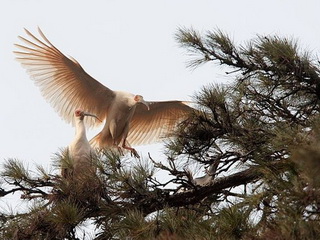 Crested Ibis Reserve