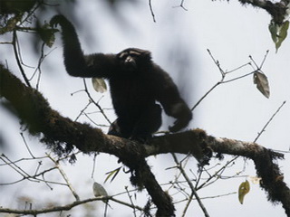 gibbon