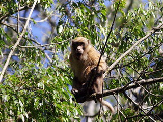 Assamese macaque