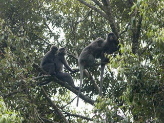 grey-cheeked monkey