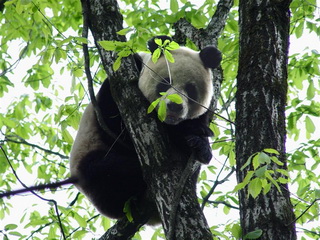 wild panda