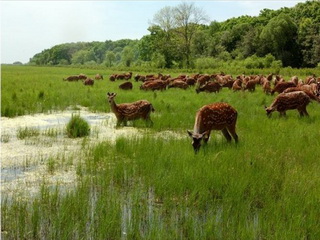 Khanka spotted deer