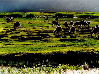 Lalu Wetland