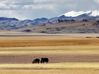 Qiangtang National park