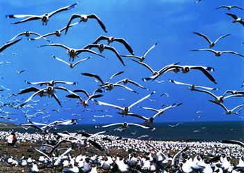 qinghaihu lake bird island