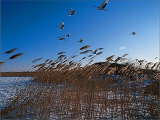 Sanjiang Wetland Nature Reserve