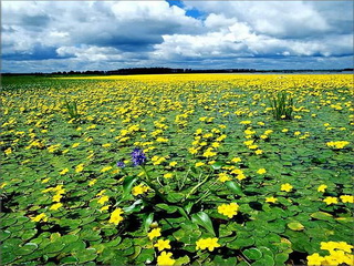 Sanjiang Wetland Reserve