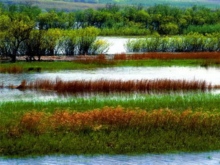 Sanjiang Wetland