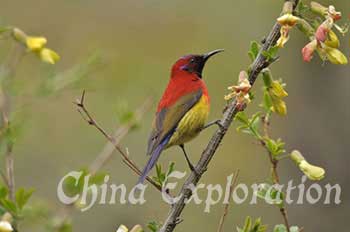 Mrs Gloud's sunbird