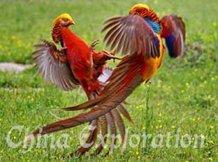 Golden-pheasant