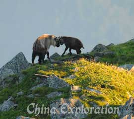 Tangjiahe National Nature Reserve