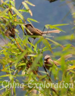 Rusty-throated-Parrotbill