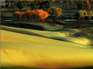 Tarim Huyang Nature Reserve