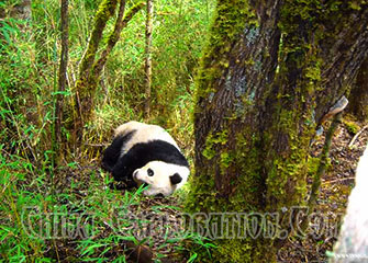 wanglang-wild-panda