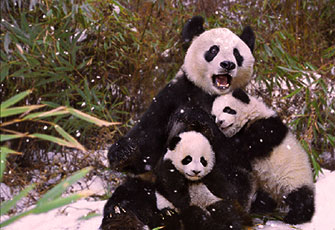 wolong panda nature reserve