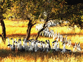 Xianghai Reserve