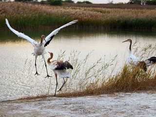 Xianghai National Nature Reserve