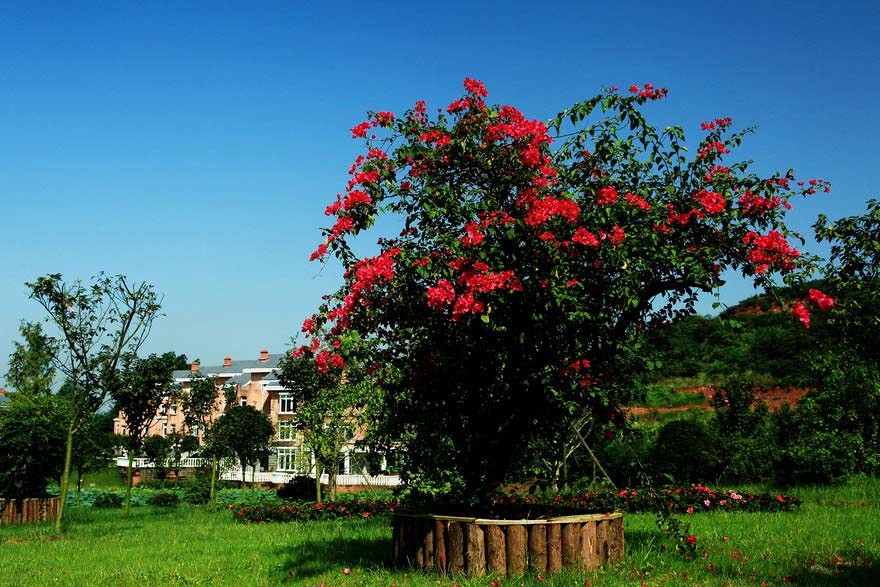 Bougainvillea