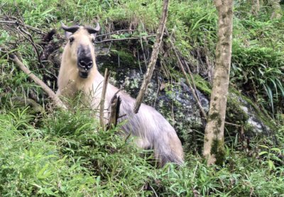 takin in tangjiahe wildlife nature reserve