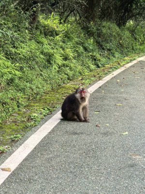 Monkey on the road of Tangjiahe Wildlife Nature Reserve park